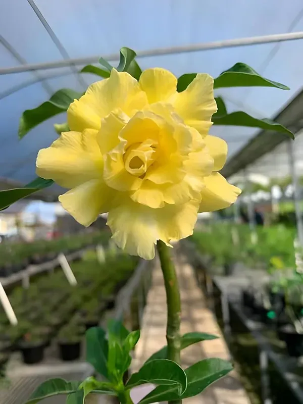 Addenium_Yellow_Organic_Adenium_Plant