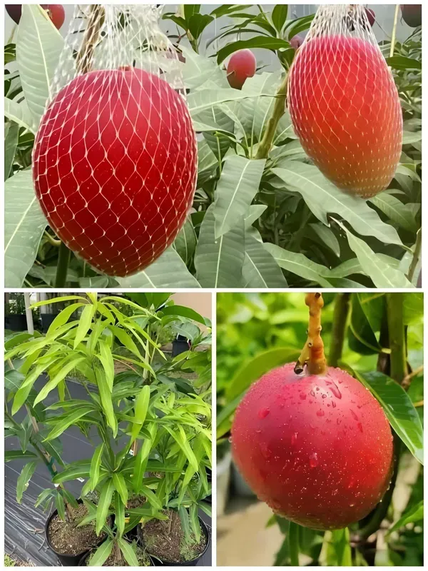 Ornamental_Sung_Mango_Organic_Plant