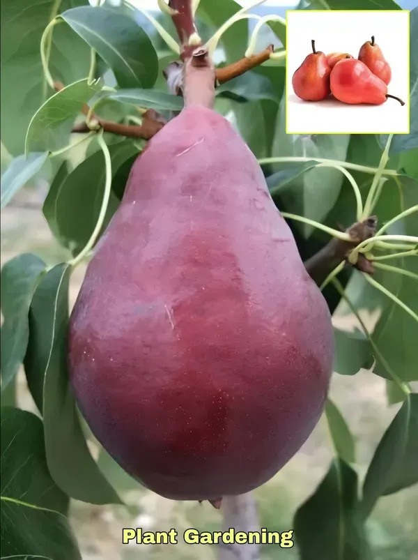 Babugosha_Red_Pear_Organic_Plant
