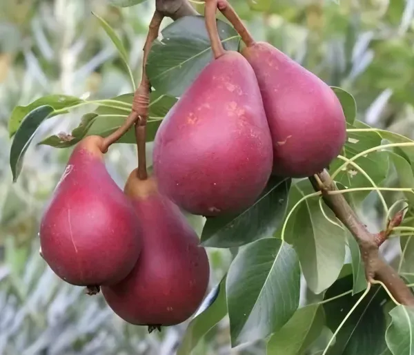 Babugosha_Red_Pear_Organic_Plant