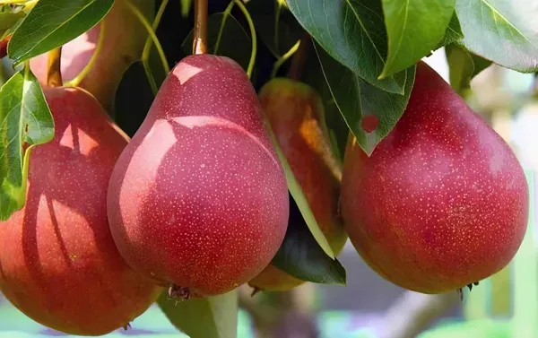 Babugosha_Red_Pear_Organic_Plant