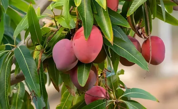 Ornamental_Surya_Mango_Organic_Plant