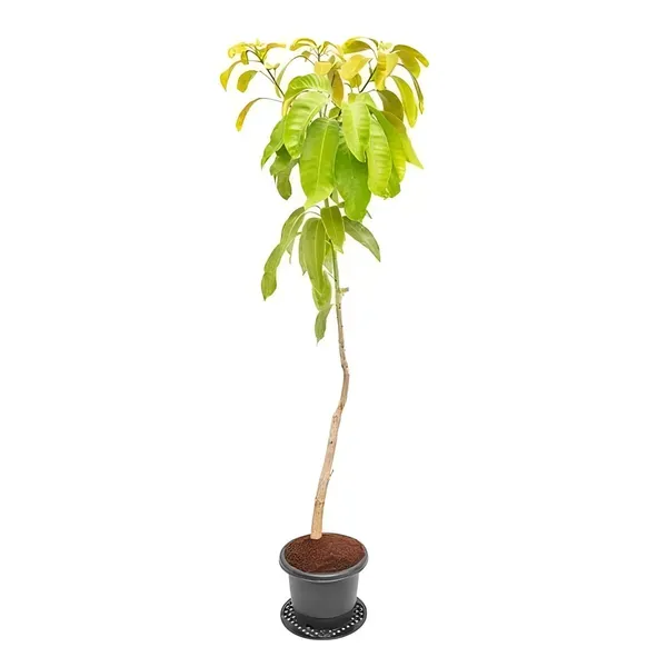 Ornamental_Surya_Mango_Organic_Plant