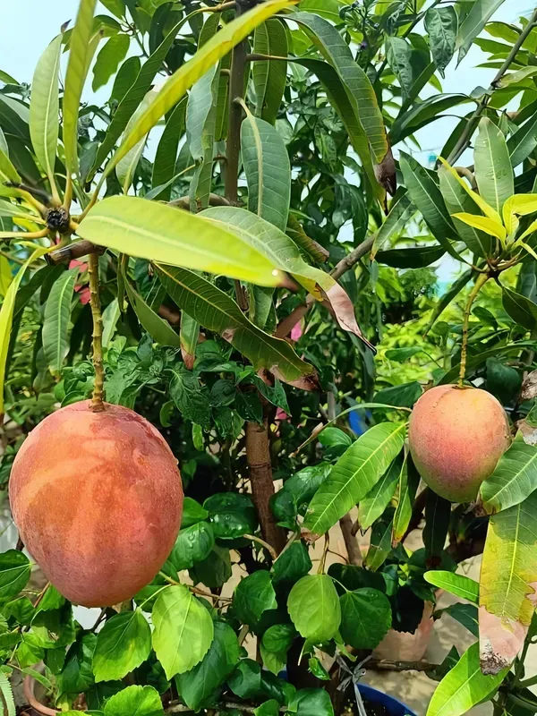Ornamental_Surya_Mango_Organic_Plant