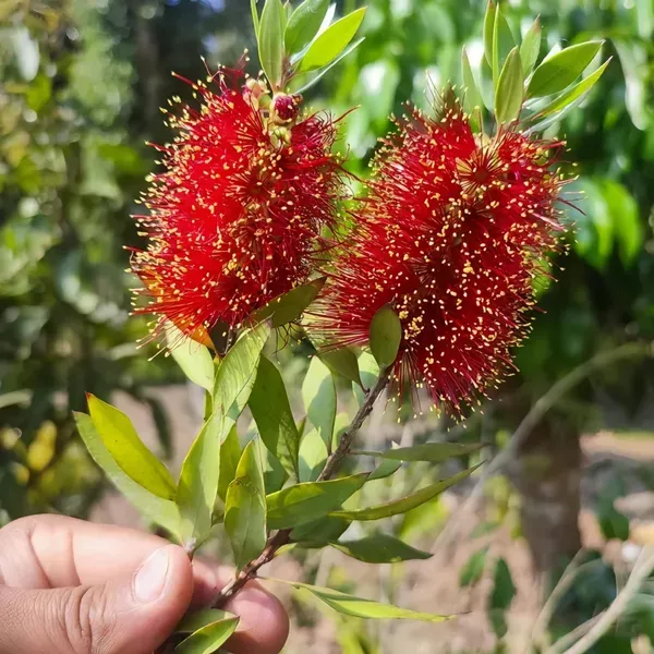 Bottle_Flower_Plant_Dwarf_Organic