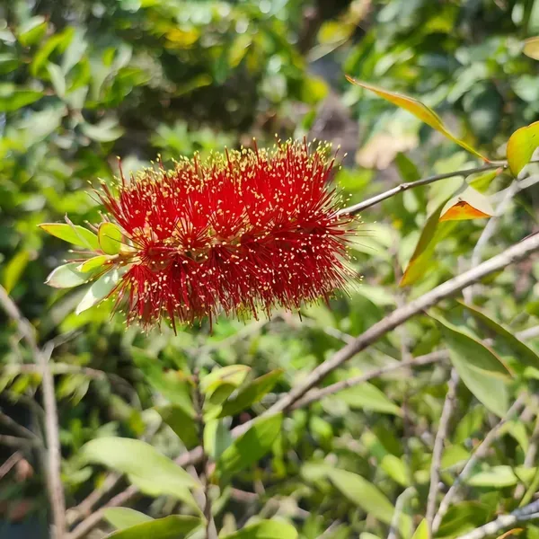 Bottle_Flower_Plant_Dwarf_Organic
