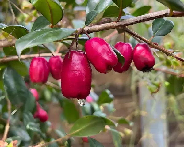 Lilly_Pilly_Berry_Plant_Organic