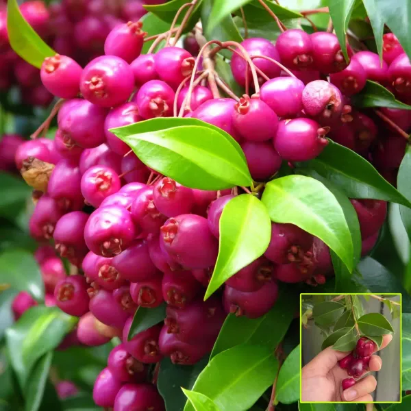 Lilly_Pilly_Berry_Plant_Organic