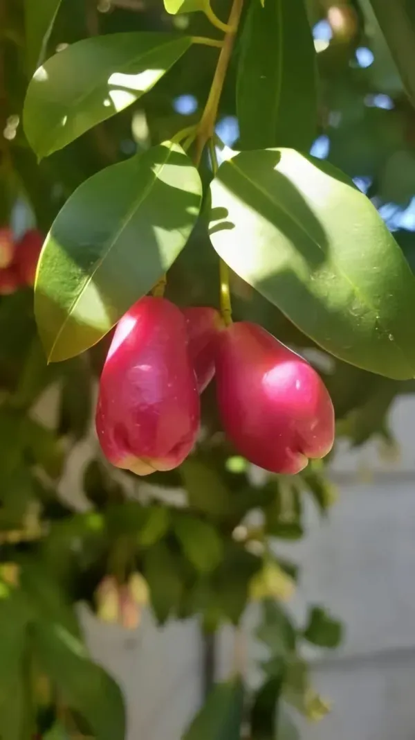 Lilly_Pilly_Berry_Plant_Organic