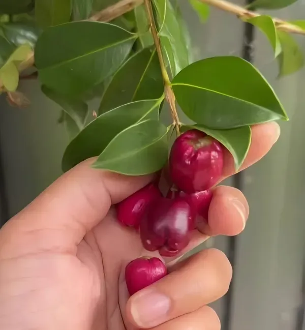 Lilly_Pilly_Berry_Plant_Organic