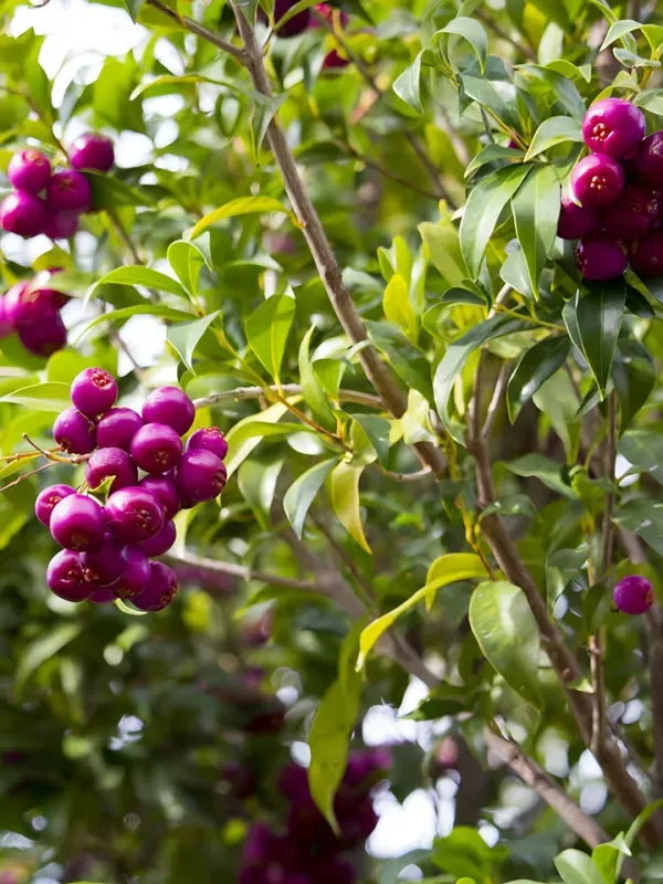 Lilly_Pilly_Berry_Plant_Organic