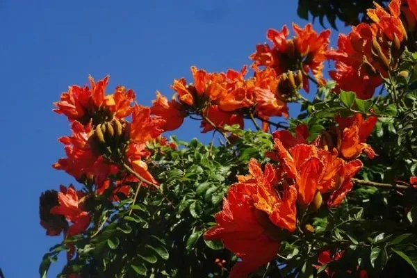 African_Tulip_Organic_Plant_For_Home