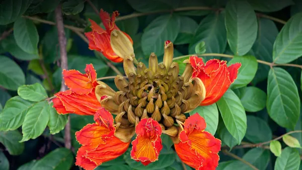 African_Tulip_Organic_Plant_For_Home