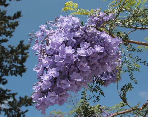 Rosea_Ornamental_Organic_Rose_Plant