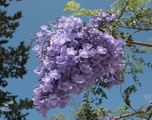 Rosea_Ornamental_Organic_Rose_Plant