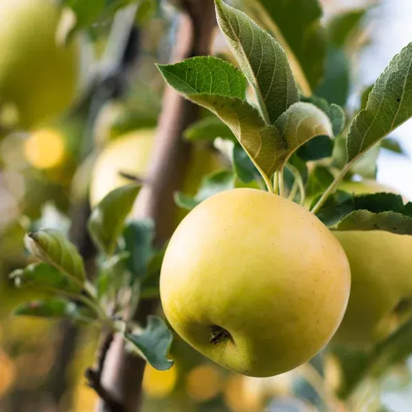 Golden_Dorset_Veriety_Organic_Plant