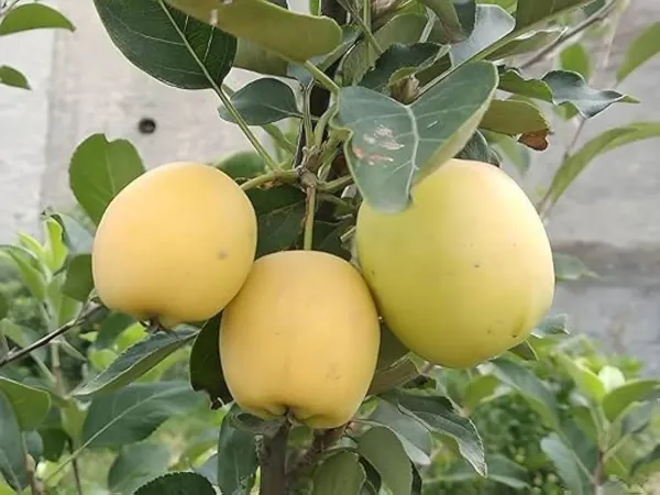 Golden_Dorset_Veriety_Organic_Plant