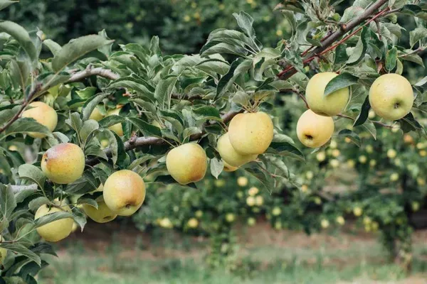 Golden_Dorset_Veriety_Organic_Plant