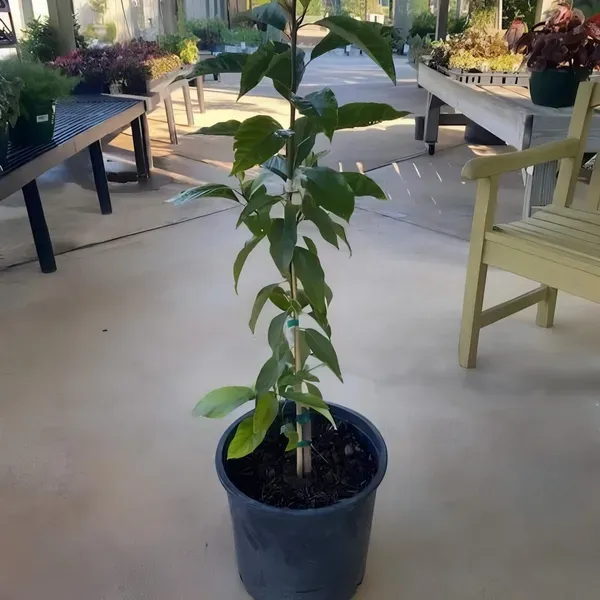 Hot_Climate_Avocado_Organic_Plant