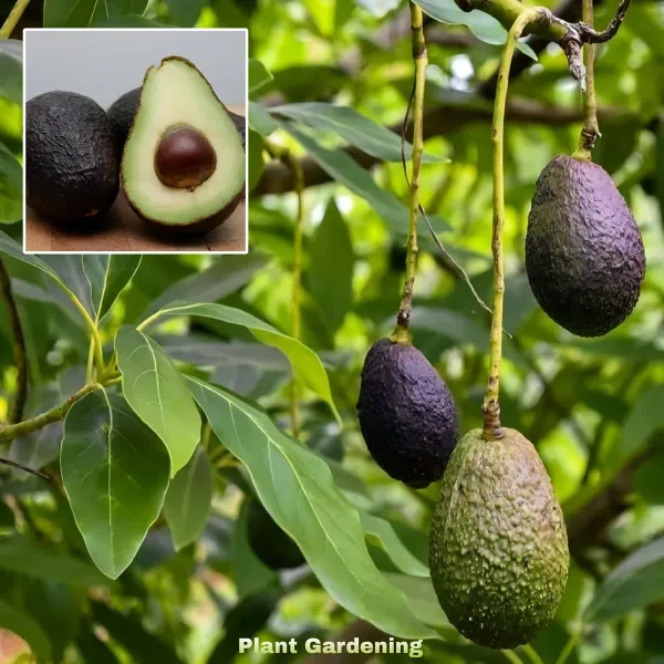 Hot_Climate_Avocado_Organic_Plant