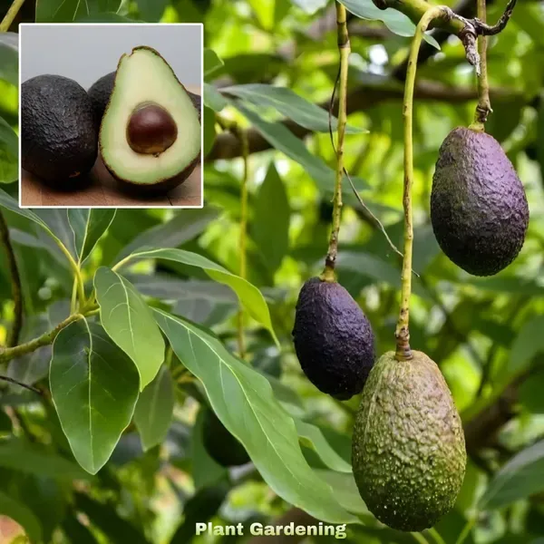 Hot_Climate_Avocado_Organic_Plant
