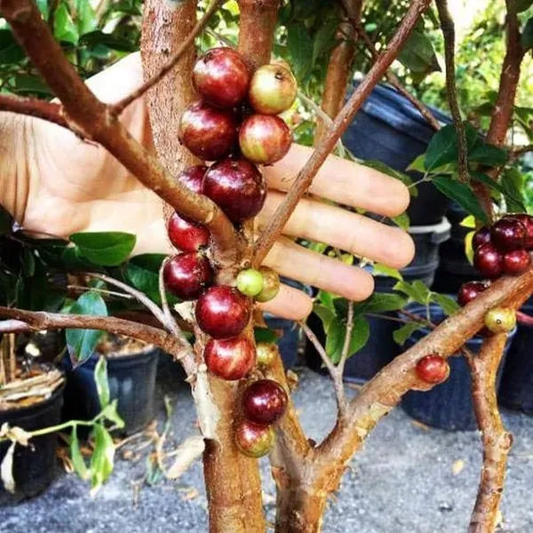 Jaboticaba_Hot_Claimate_Organic_Plant
