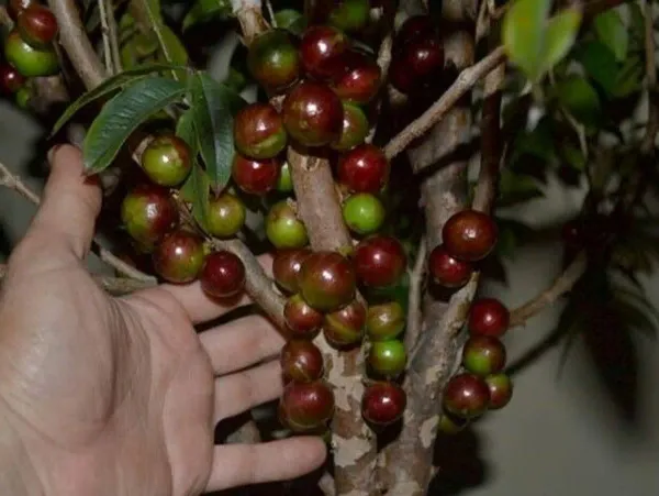 Jaboticaba_Hot_Claimate_Organic_Plant