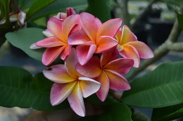 Plumeria_Ornamental_Tai_Organic_Plant