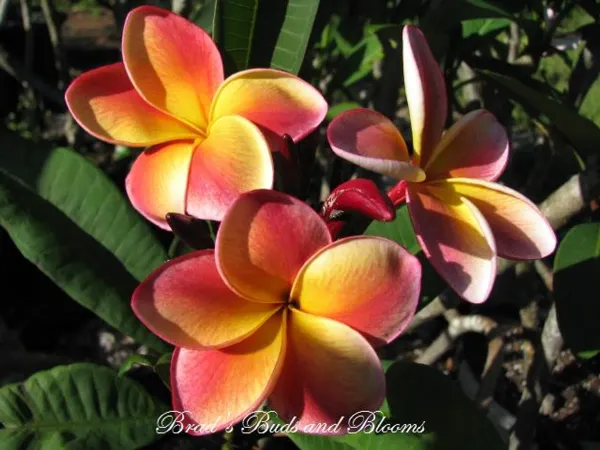 Plumeria_Ornamental_Tai_Organic_Plant