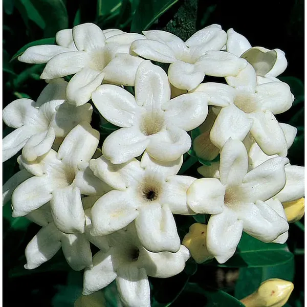 Madagasacar_Jasmine_Organic_Plant_For_Home