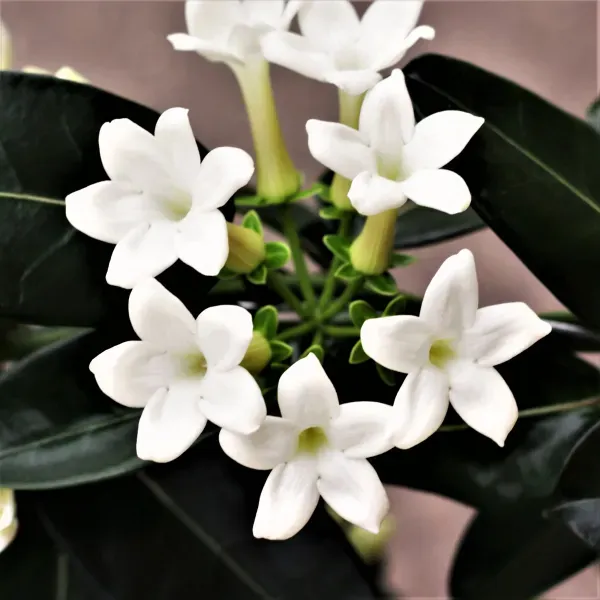 Madagasacar_Jasmine_Organic_Plant_For_Home