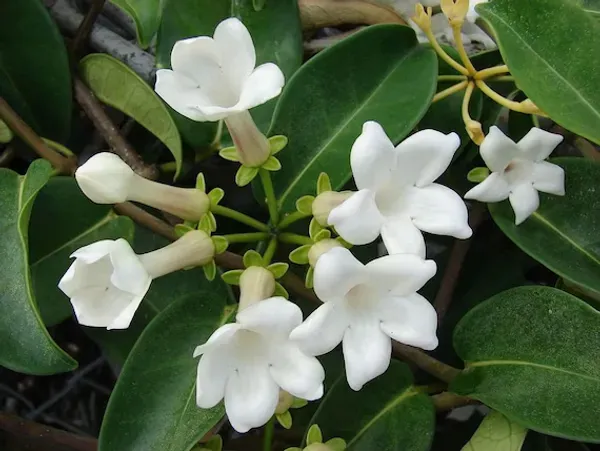 Madagasacar_Jasmine_Organic_Plant_For_Home