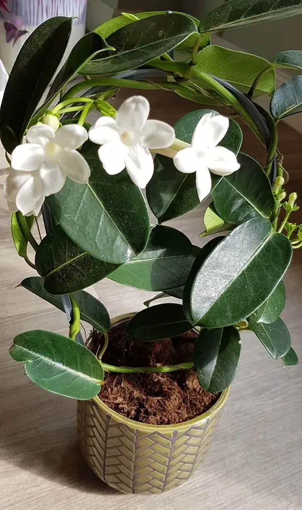 Madagasacar_Jasmine_Organic_Plant_For_Home