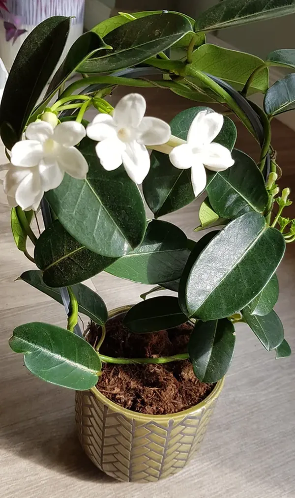 Madagasacar_Jasmine_Organic_Plant_For_Home