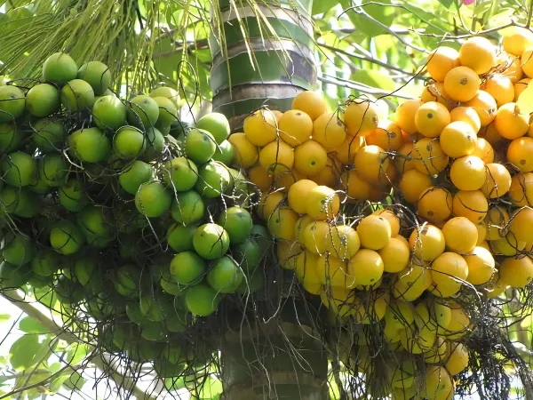 Short_Betel_Ornamental_Plant_Organic