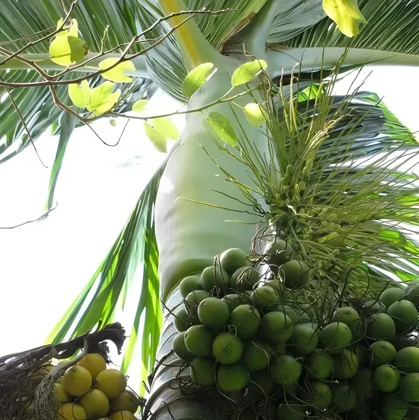 Short_Betel_Ornamental_Plant_Organic