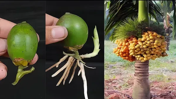 Short_Betel_Ornamental_Plant_Organic