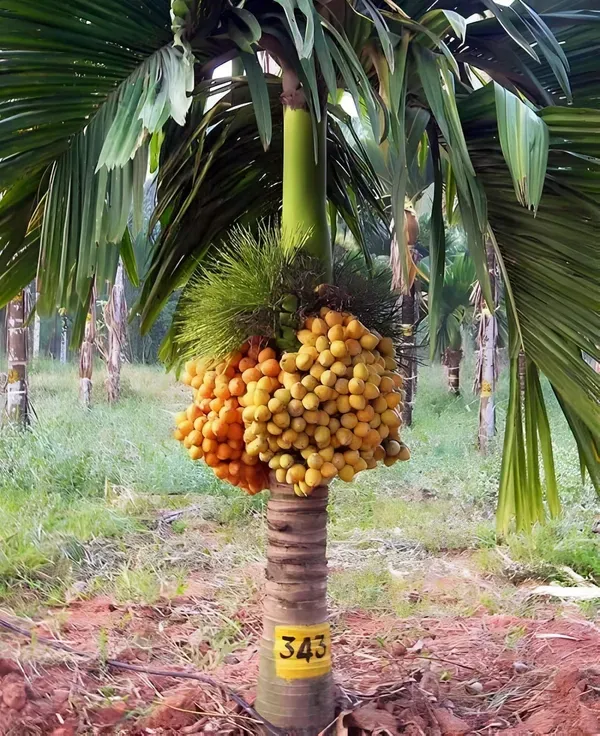 Short_Betel_Ornamental_Plant_Organic