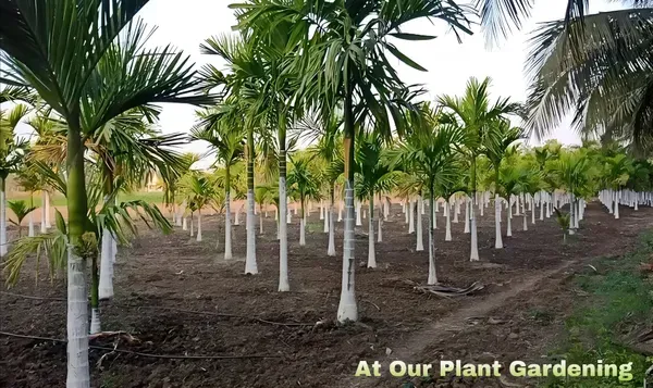 Short_Betel_Ornamental_Plant_Organic