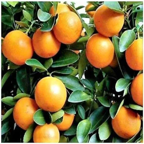 Ornamental_Sweet_Orange_Plant_Organic