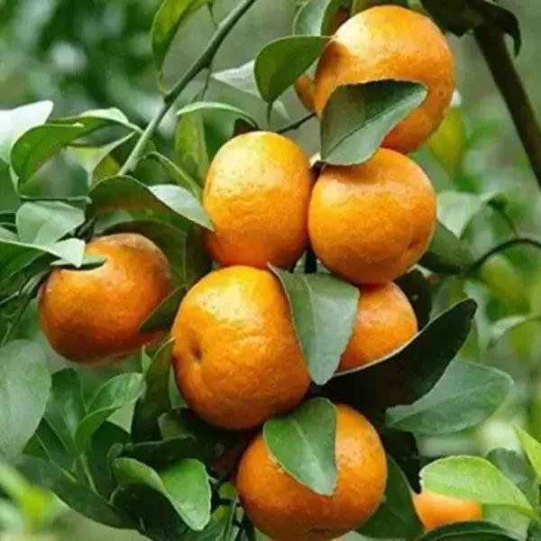 Ornamental_Sweet_Orange_Plant_Organic