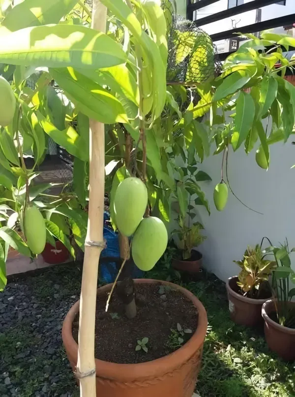 Baramaasi_Mango_Mango_Plant_Organic