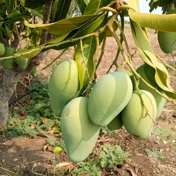 Baramaasi_Mango_Mango_Plant_Organic