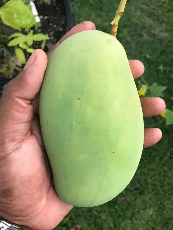 Baramaasi_Mango_Mango_Plant_Organic