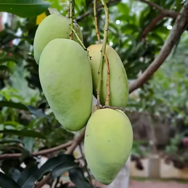 Baramaasi_Mango_Mango_Plant_Organic
