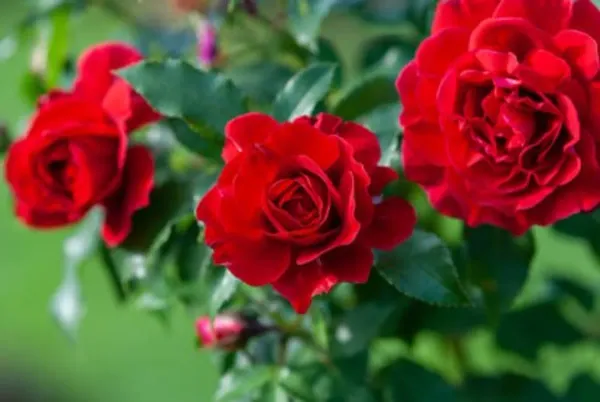 Red_Meidiland_Rose_Organic_Plant