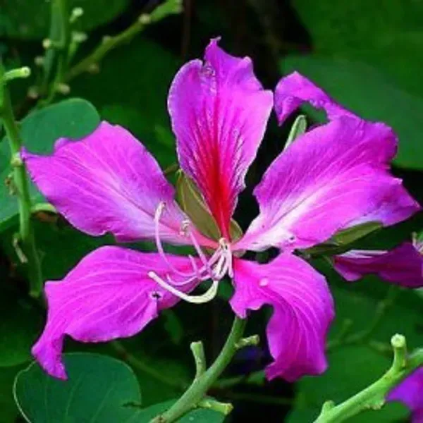 Bauhinia_Dwarf_Purple_Organic_Plant