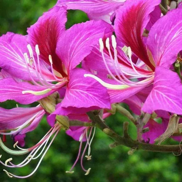 Bauhinia_Dwarf_Purple_Organic_Plant