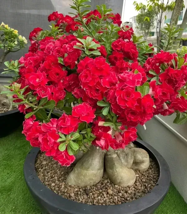 Red_Rosey_Adenium_Organic_Plant
