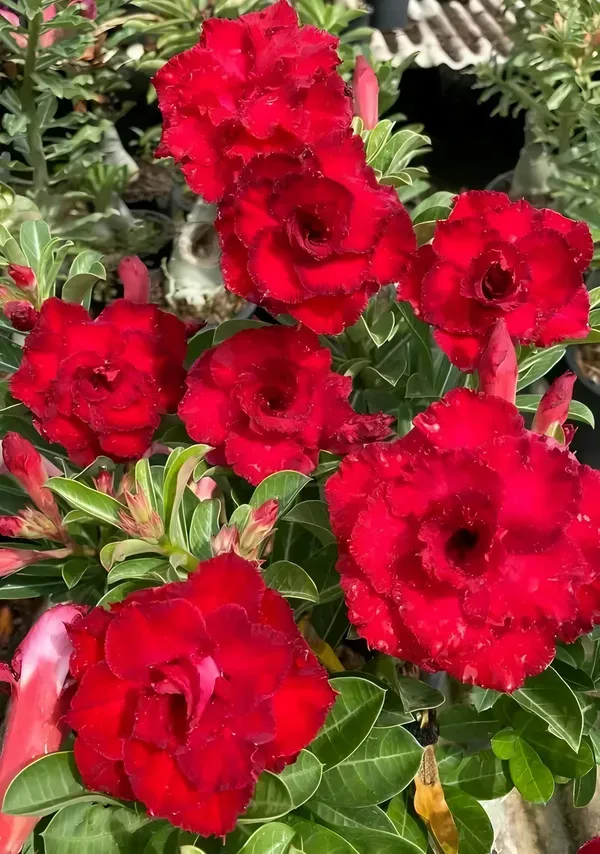 Red_Rosey_Adenium_Organic_Plant